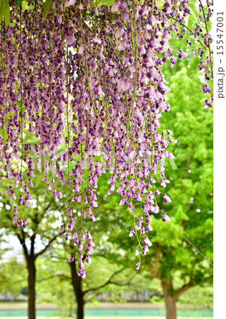 歓迎 花言葉 の写真素材