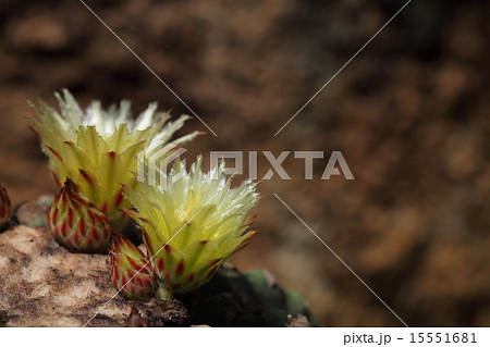 刺無王冠竜の写真素材