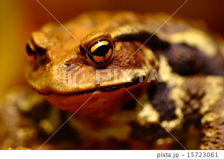 ガマガエルの写真素材 - PIXTA