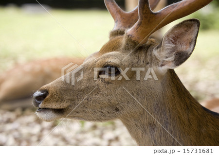 鹿 動物 雄 横顔 野生 角 しか クローズアップの写真素材