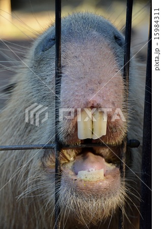 出っ歯 動物の写真素材