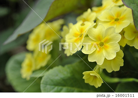 プリメラ 花の写真素材 Pixta
