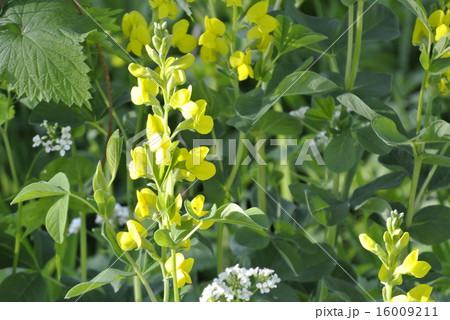 仙台萩の写真素材