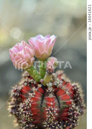 サボテン 花 ピンクの花 とげとげの写真素材 - PIXTA
