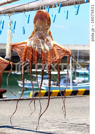 干しダコ タコの干物 天草 名産品の写真素材