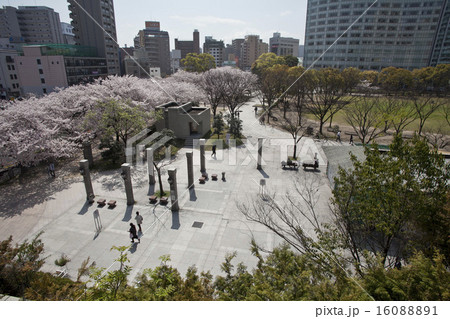 アクロス福岡 満開 桜 福岡の写真素材