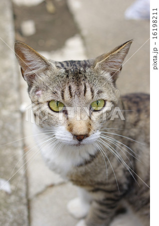 やす猫の写真素材 - PIXTA