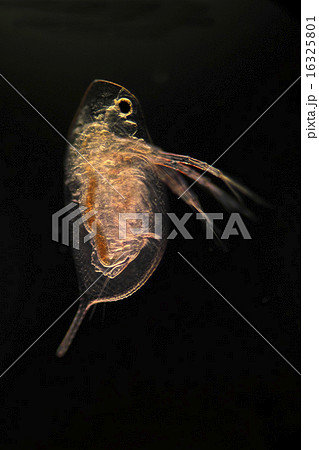 ミジンコ プランクトン 微生物 かわいいの写真素材
