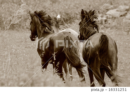 後姿 馬 動物 放牧 牧場の写真素材