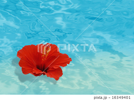 ハイビスカス 海 海面 花の写真素材