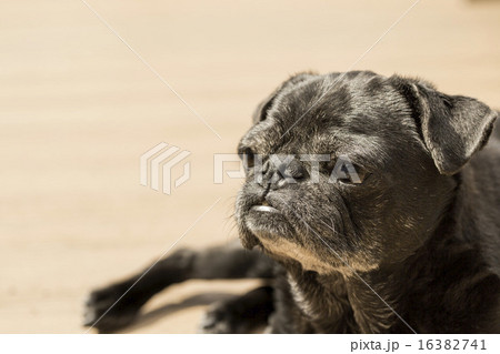小型犬 黒バグ パグ 動物の写真素材