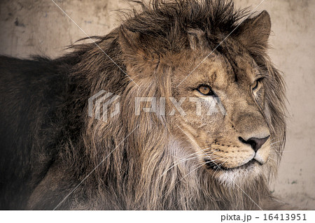 猛獣 アップ ライオン 顔の写真素材