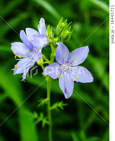 ハナシノブ 花 珍しい花 美しい花の写真素材