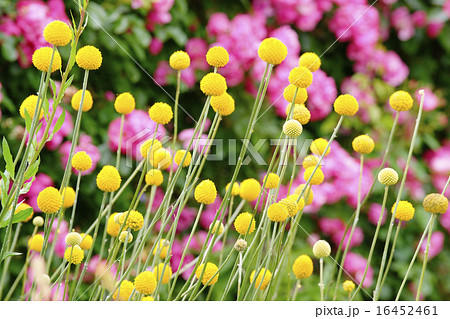 グラスペディア 花の写真素材