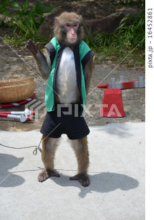 猿回し 猿 サル おもしろいの写真素材