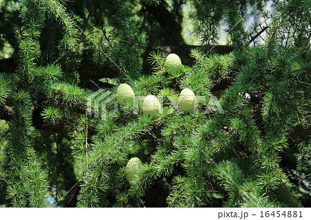 杉ぼっくりの写真素材 - PIXTA