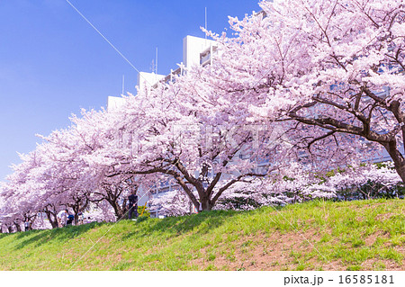 柳瀬川土手 さくらの写真素材