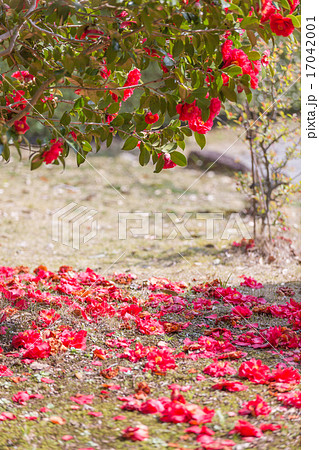 椿 赤い花 落ちた花の写真素材