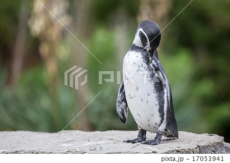 ペンギン 飛び込み 動物園の写真素材