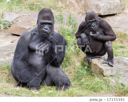 動物 ゴリラ 食べ物 食品の写真素材