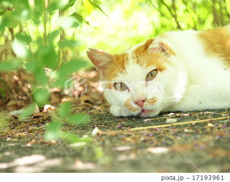 納涼 雑種 地域猫 可愛いの写真素材 - PIXTA