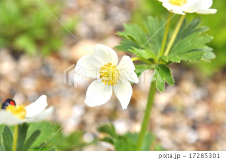 花弁七枚 白い花の写真素材