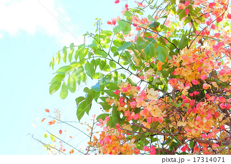 レインボーシャワーツリー 花 ハワイ州 緑の写真素材