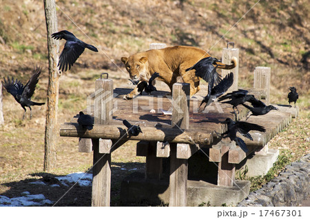 ずる賢い 動物 ケニアの写真素材