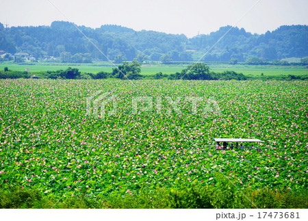 伊豆沼 蓮の写真素材