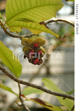 金香木の写真素材 - PIXTA