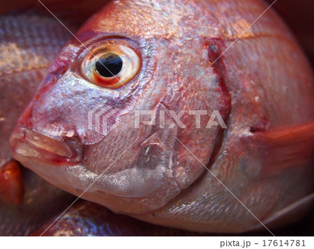 チダイ 魚 血鯛 チコの写真素材