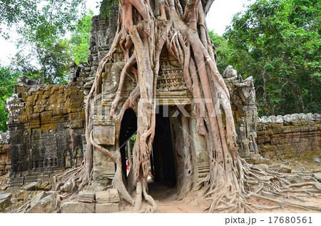 アンコールワット 美しい ジャングル 世界文化遺産の写真素材