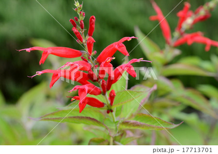 パイナップルセージ ハーブ 赤い花 植物の写真素材