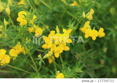 黄花ルピナスの写真素材 黄花ルピナスの写真素材