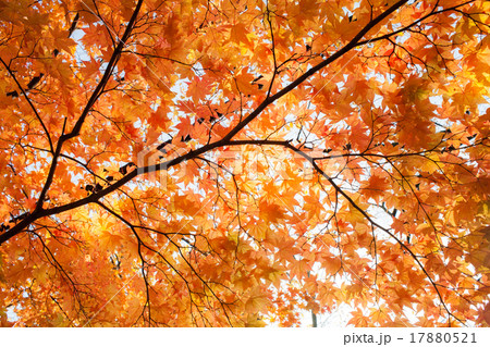 イタヤカエデ 紅葉の写真素材