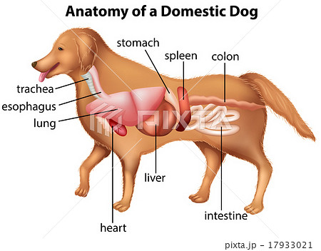 犬 解剖学 家庭的 ベクタのイラスト素材