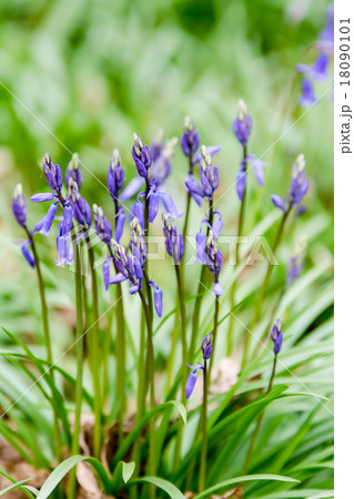 ブルーベル 花 紫 ベル型の写真素材