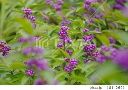 紫式部日本紫珠紫色果實照片素材