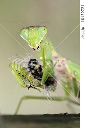 カマキリ エサ 食べる 毛虫の写真素材