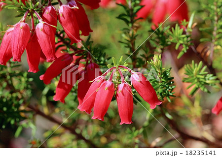 エリカ クリスマスパレードの花の写真素材