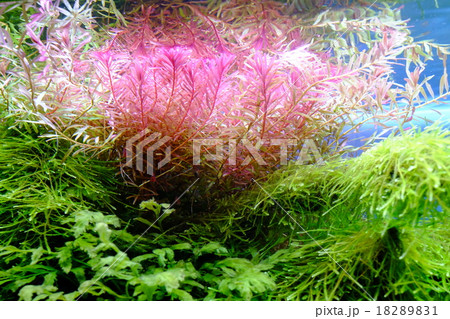 ロタラインディカの写真素材