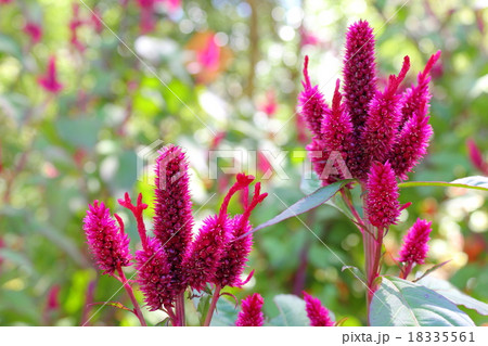 けいとう 花 紫 昼の写真素材