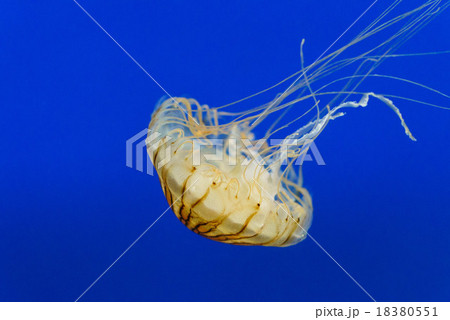 逆さクラゲの写真素材 - PIXTA