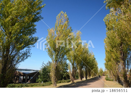 ポプラ 並木 環水公園 富山駅北の写真素材