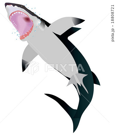人食いサメ 自然の写真素材