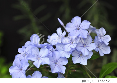 花 セイロンマツリ 植物の写真素材 花 セイロンマツリ 植物の写真素材