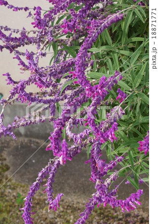 アメリカンブッシュセージの写真素材