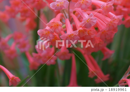 キルタンサス 花言葉は はにかみや の写真素材