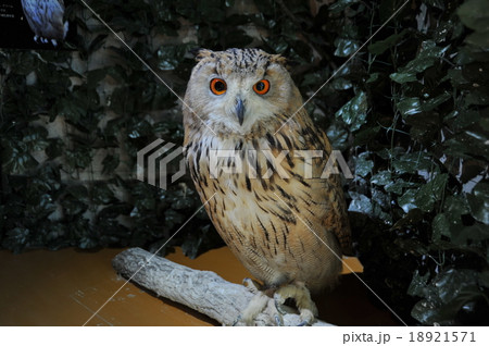 フクロウ 鳥 鎌倉 小町通りの写真素材 フクロウ 鳥 鎌倉 小町通りの写真素材