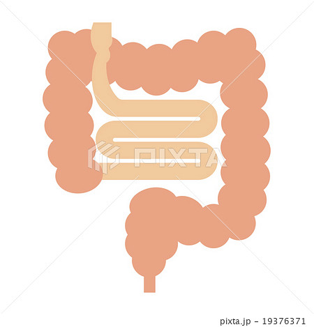 大腸と小腸のイラスト素材